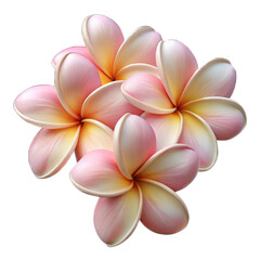 Fototapeta premium Delicate pink and yellow plumeria flowersisolated on transparent background