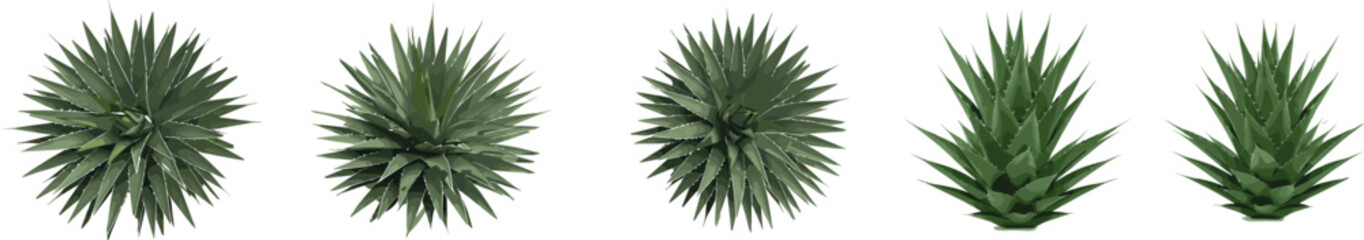 Realistic vector set of green agave plants in various angles, perfect for botanical design, gardening projects, landscaping, nature themes, and desert plant illustrations.