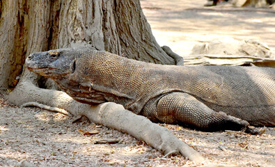The Komodo dragon (Varanus komodoensis), is the largest lizard that is endemic to the Indonesian island of Komodo.