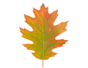 Obraz premium Autumn oak leaf in orange and yellow tones isolated on white background, seasonal symbol. Generative AI