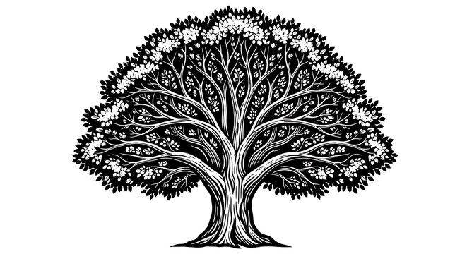 Detailed illustration of a deciduous tree with a full canopy of leaves isolated on white background