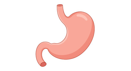 Illustration of a human stomach with visible esophageal and pyloric sphincters in anatomical view for medical use on transparent background
