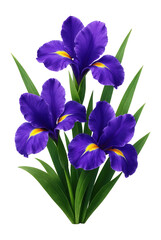 Vibrant purple irises with lush green leaves. © OMD