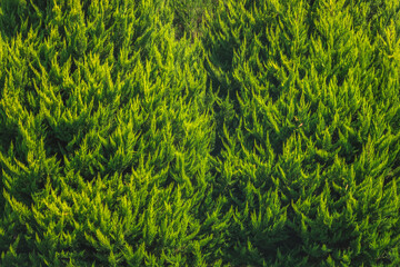 Vibrant green foliage forming a lush and textured natural background, creating an ideal setting for nature-themed designs or projects focused on environmental themes