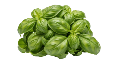 Isolated Fresh Basil