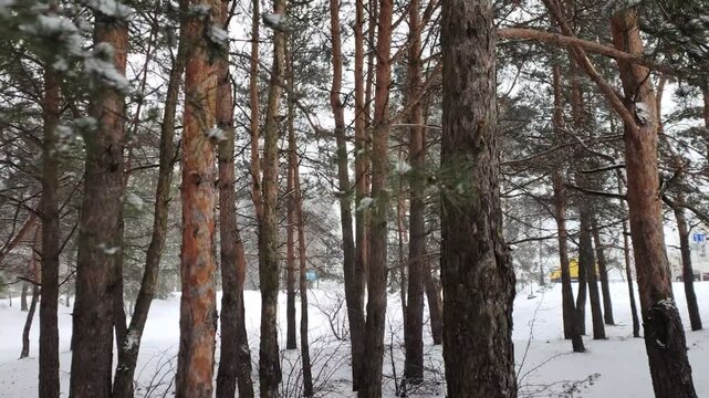 After a snowfall, snow lies on the ground and branches of trees. Nearby are pines and red brick buildings Pedestrians trampled a path among the snowdrifts. Footprints in the snow Cloudy winter weather