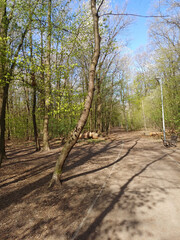 A spring park with a pathway, benches, lanterns, and trees with fresh green leaves. A woodpecker is perched on one of the trees.