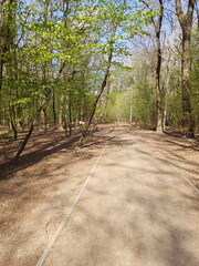 A spring park with a pathway, benches, lanterns, and trees with fresh green leaves. A woodpecker is perched on one of the trees.