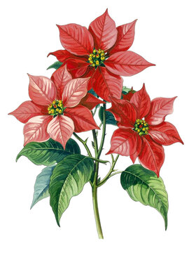 Watercolor Drawing Red Poinsettia Birth Flower Bouquet Illustration December Flower