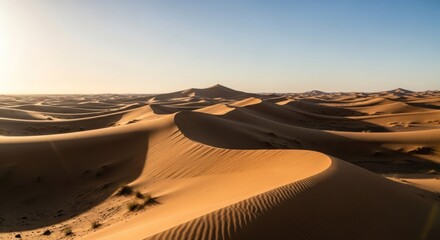Vast desert dunes bathed in golden sunlight