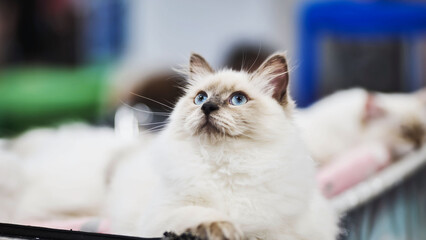 Beautiful ragdoll cat lying down and looking up