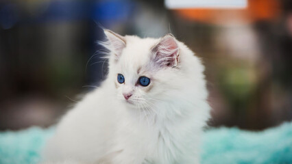 Adorable ragdoll kitten resting on a soft blanket