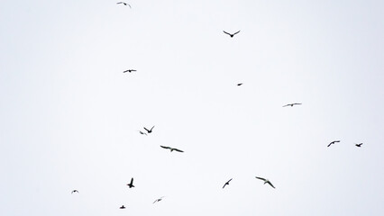 Flock of birds soaring gracefully in a clear sky, showcasing various species in flight, creating a dynamic and serene atmosphere of nature's beauty and freedom