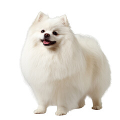 A white pomeranian dog with a fluffy coat is standing on a white background