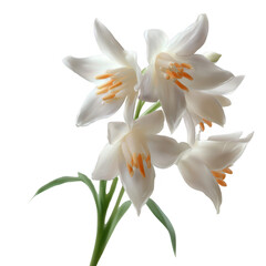 Fototapeta premium A beautiful arrangement of white lilies with vibrant orange accents, showcasing delicate petals against a neutral background, perfect for decoration and floral design.