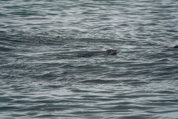 Seal swimming gracefully in calm ocean waters, surrounded by gentle ripples and reflections,...