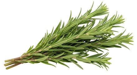 Isolated Rosemary