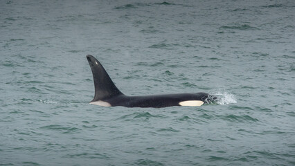 Orca whale swimming gracefully in ocean waters, showcasing its distinctive dorsal fin and sleek...