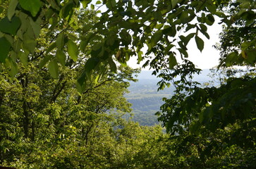 Fototapeta premium Scenic Forest Overlook Framed by Green Tree Leaves