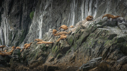 Group of sea lions lounging on rocky shore, basking in sunlight, with rugged cliffs and ocean waves creating a serene coastal atmosphere