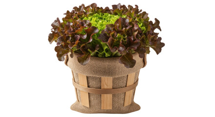 Isolated Red Leaf Lettuce in Basket