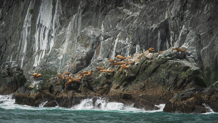 Group of sea lions lounging on rocky coastline, basking in sunlight, with crashing waves and rugged...