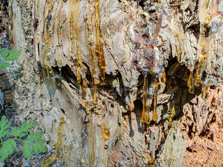 Viscous golden resin slowly oozing from a tree trunk, highlighting the detailed textures of the...