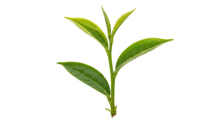 Isolated Tea Plant Branch