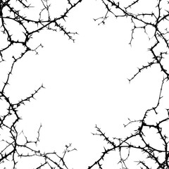 A black and white photo of a tree with many thorns