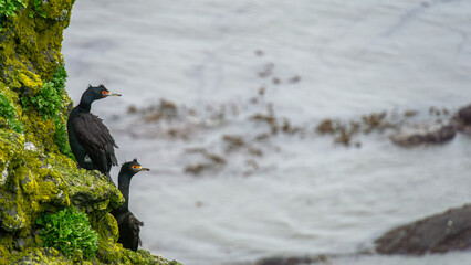 Two black seabirds perched on a moss-covered cliffside, overlooking the ocean waves, showcasing their natural habitat and the beauty of coastal wildlife