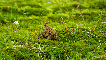 Tundra partridge standing on lush green moss in a natural habitat, surrounded by wildflowers and tall grass, showcasing the beauty of wildlife in a serene environment