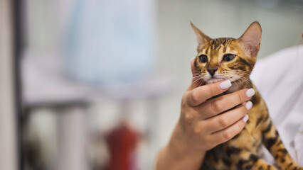 Veterinarian holding a bengal cat in a veterinary clinic