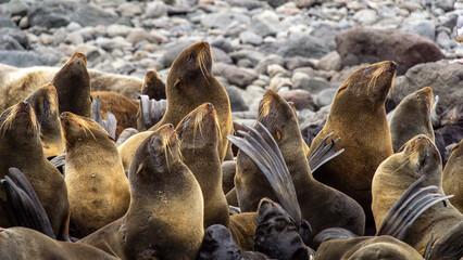 Group of navy seals basking on rocky shore, with their heads raised towards the sky, showcasing...