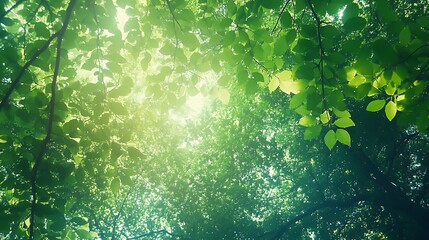 Sunlight through the trees canopy nature background forest foliage green leaves idyllic peaceful serene landscape
