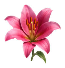 Fototapeta premium Pink lily flower with vibrant stamens.