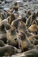 Fototapeta premium Group of navy seals resting on rocky shore, displaying various poses and interactions, showcasing their natural habitat and social behavior in a coastal environment
