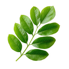 Fototapeta premium A vibrant green leaf branch featuring smooth, oval leaves. Perfectly arranged for a fresh, natural look on a white isolated background.