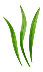 Obraz premium Three fresh blades of grass.