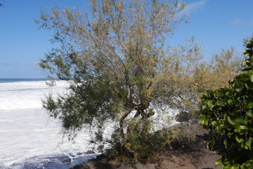 Strandpark Playa Jardín in Puerto de La Cruz am Strand mit Wellen auf Teneriffa