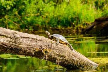 Invasive species: turtle red-eared slider (Trachemys scripta elegans) pulled out on a log in a pond in the Toronto Islands on a sunny summer day. room for text.