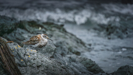 Small shorebird resting on rocky coastline near ocean waves, showcasing intricate feather patterns and natural habitat, embodying tranquility and wildlife beauty