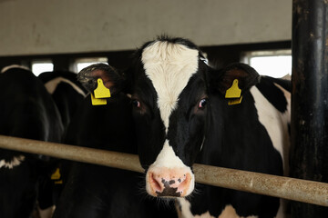 Cute cow near fence inside cowshed in dairy farm