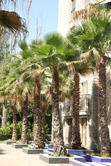 Beautiful green palm trees near residential building outdoors on sunny day
