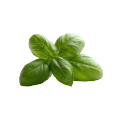 Obraz premium Fresh green basil leaves arranged on a white isolate background, highlighting their vibrant color and smooth texture, perfect for culinary and herbal themes.