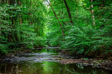 Fototapeta premium im Selketal