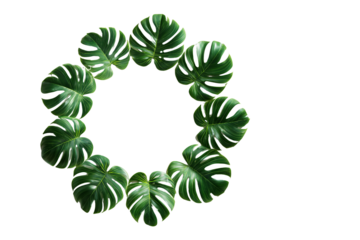 A circular arrangement of lush green monstera leaves against a dark black background