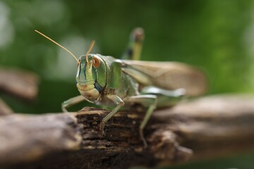 One locust on branch outdoors, closeup. Wild insect
