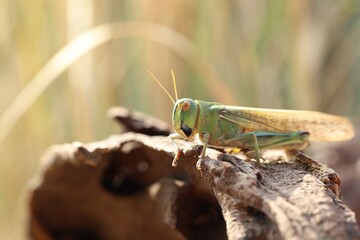 One locust on snag against blurred background, closeup. Space for text