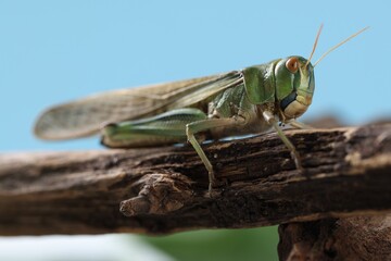One locust on branch outdoors, closeup. Wild insect
