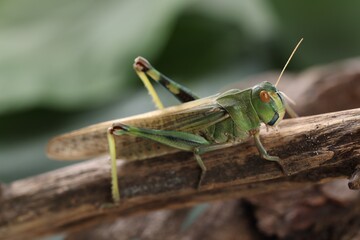 One locust on branch outdoors, closeup. Wild insect